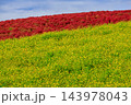 赤色に染まったコキア(茨城県 国営ひたち海浜公園) 143978043