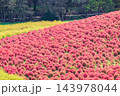 赤色に染まったコキア(茨城県 国営ひたち海浜公園) 143978044