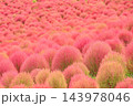 赤色に染まったコキア(茨城県 国営ひたち海浜公園) 143978046