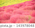 赤色に染まったコキア(茨城県 国営ひたち海浜公園) 143978048