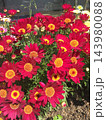 美しく咲く赤いマーガレットの花	 143980088