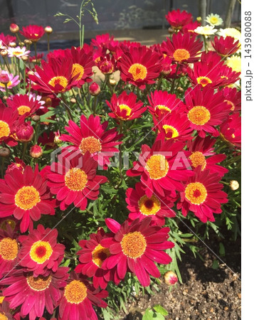美しく咲く赤いマーガレットの花	 143980088