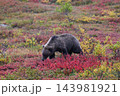 紅葉の中を進むグリズリー 143981921