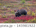 紅葉の中を進むグリズリー 143981922