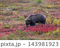 紅葉の中を進むグリズリー 143981923