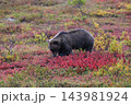 紅葉の中を進むグリズリー 143981924