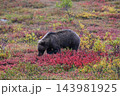 紅葉の中を進むグリズリー 143981925