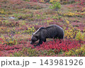 紅葉の中を進むグリズリー 143981926