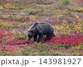 紅葉の中を進むグリズリー 143981927