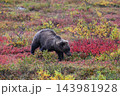 紅葉の中を進むグリズリー 143981928