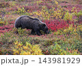 紅葉の中を進むグリズリー 143981929