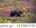 紅葉の中を進むグリズリー 143981930