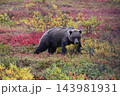 紅葉の中を進むグリズリー 143981931