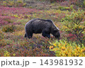 紅葉の中を進むグリズリー 143981932