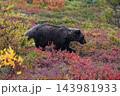 紅葉の中を進むグリズリー 143981933