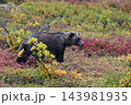 紅葉の中を進むグリズリー 143981935