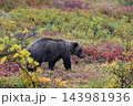 紅葉の中を進むグリズリー 143981936