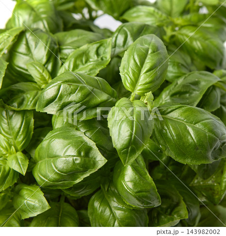 Fresh green basil leaves close-up on white background Fresh green basil leaves close-up on white background 143982002