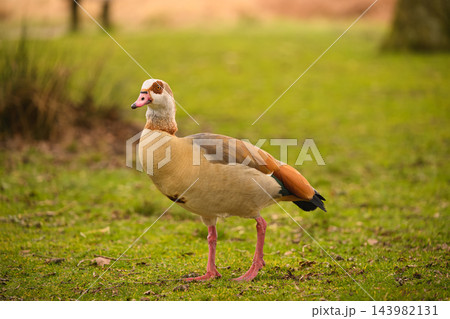 Egyptian goose standing on grass in Richmond Park 143982131
