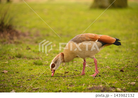 Egyptian goose grazing on grass in Richmond Park Egyptian goose grazing on grass in Richmond Park 143982132