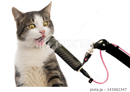 Singing cat at the microphone isolated on white background Singing cat at the microphone isolated on white background 143982347