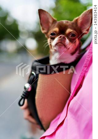 Small Chihuahua dog peeking out of a shoulder pet carrier bag carried by a woman wearing a bright pink shirt outdoors 143983414