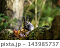 秋季を向かえるエゾリス 143985737