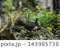 秋季を向かえるエゾリス 143985738