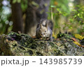 秋季を向かえるエゾリス 143985739