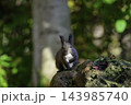 秋季を向かえるエゾリス 143985740