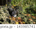 秋季を向かえるエゾリス 143985741