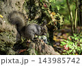 秋季を向かえるエゾリス 143985742