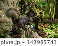 秋季を向かえるエゾリス 143985743
