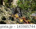 秋季を向かえるエゾリス 143985744