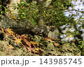 秋季を向かえるエゾリス 143985745