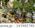 秋季を向かえるエゾリス 143985746