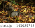 秋季を向かえるエゾリス 143985748