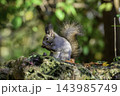秋季を向かえるエゾリス 143985749