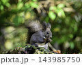 秋季を向かえるエゾリス 143985750