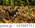 秋季を向かえるエゾリス 143985751
