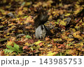 秋季を向かえるエゾリス 143985753