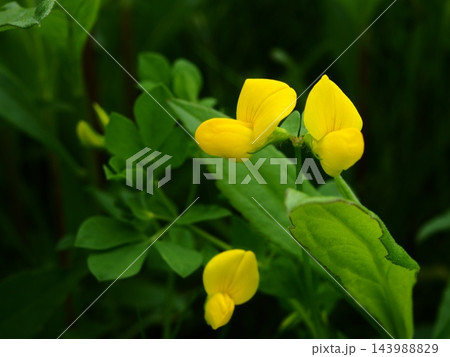 春の荒川の土手に咲くミヤコグサの黄色い花 143988829