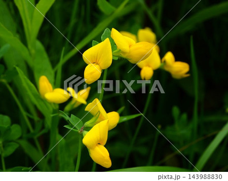 春の荒川の土手に咲くミヤコグサの黄色い花 春の荒川の土手に咲くミヤコグサの黄色い花 143988830