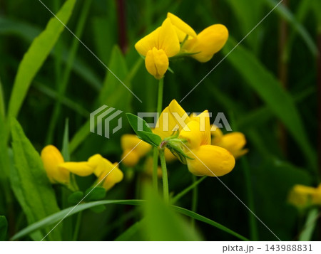 春の荒川の土手に咲くミヤコグサの黄色い花 春の荒川の土手に咲くミヤコグサの黄色い花 143988831