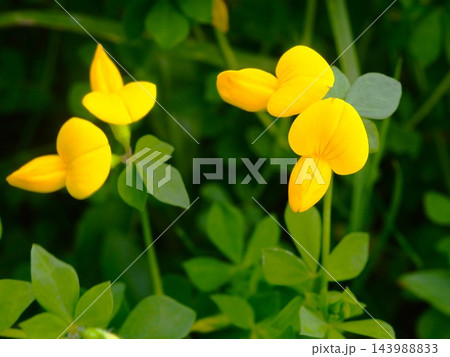春の荒川の土手に咲くミヤコグサの黄色い花 143988833