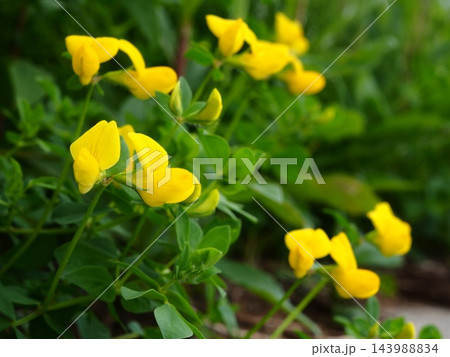 春の荒川の土手に咲くミヤコグサの黄色い花 143988834