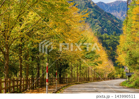 紅葉が美しいカツラ並木《岐阜県 高山市 奥飛騨温泉郷》 143990511