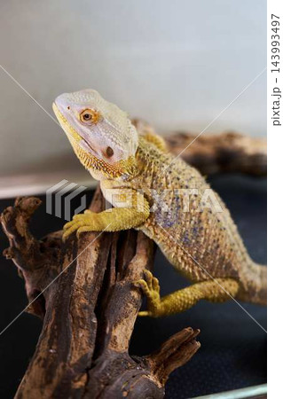 Bearded dragon perched on rustic weathered wood with detailed closeup of textured scales, amber eye, and calm, watchful expression across natural terrarium-inspired backdrop Bearded dragon perched on rustic weathered wood with detailed closeup of textured scales, amber eye, and calm, watchful expression across natural terrarium-inspired backdrop 143993497