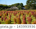 コキアと古民家 143993936