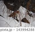 冬の知床・雪の斜面にたたずむ野生のキタキツネ 143994288